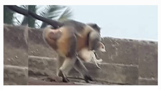 आफ्नो बच्चा मारेको भन्दै बाँदरले एक गाउँका २५० कुकुरको ज्यान लियो