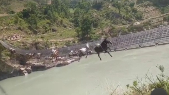 झोलुङ्गे पुल चुँडिएपछि खिड्कीजिउलामा १५ खच्चर च्यापिए