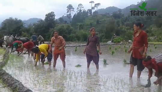 बिरानो बने असारे भाका (भिडियो रिर्पोट सहित)