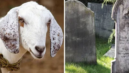 ऐतिहासिक चिहान उत्खनन्को जिम्मा भेँडालाई !