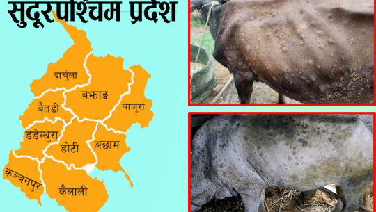 सुदूरपश्चिममा ‘लम्पी स्किन’ रोगको प्रकोप भयावह, करिब २६ हजार पशु मरे