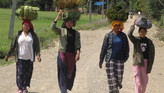 थारु बस्तीमा बढ्यो माघीको चहलपहल