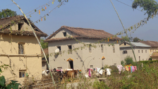 दसैँका लागि कञ्चनपुरका थारु समुदाय घर सजाउँदै