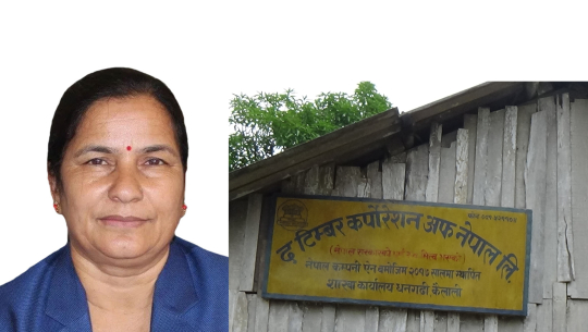 टिम्बर कर्पोरेशन धनगढीमा  वन  मन्त्री भट्टको  निर्देशनमा कर्मचारी भर्ना,  घर बसेर मासिक तलब