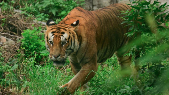 चुरे फेदीको बस्ती दोमिल्लामा बाघको त्रास