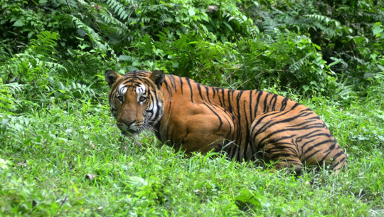 बर्दियामा बाघको आक्रमणबाट एक महिलाको मृत्यु