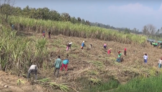 उखु किसान र चिनी मिल बिच सहमती, कञ्चनपुरका किसानले थप सवा ८ करोड पाउने