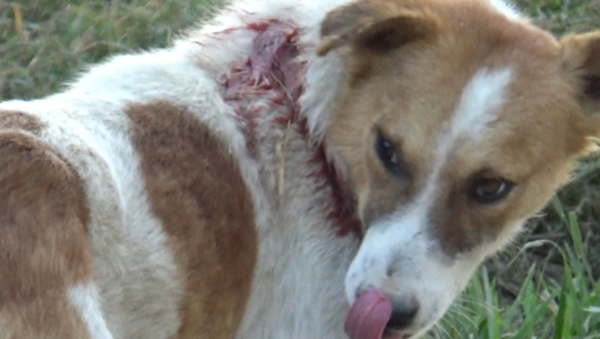 Deranged dog killed in Kailali