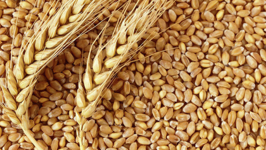 दार्चुलामा गहुँ उत्पादनमा वृद्धि