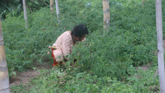 टीकापुरका महिला सामूहिक बेमौसमी तरकारीखेतीमा आकर्षित