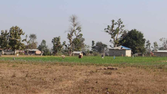 माटोको मायाले सीमामा सङ्घर्ष गर्दै कञ्चनपुरका बडुवालवासी