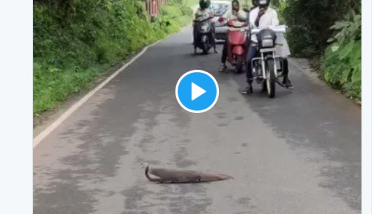 यस्तो हुन्छ न्याउरी मुसा र गोमन सर्पको लडाई(भिडियो सहित)