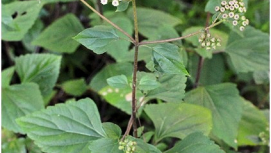 नेपालको वनमा कालो बनमाराको आक्रमण