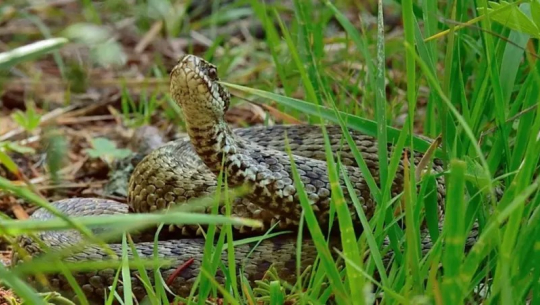 डडेल्धुरामा सर्पले डसेर १३ वर्षीय किशोरको मृत्यु