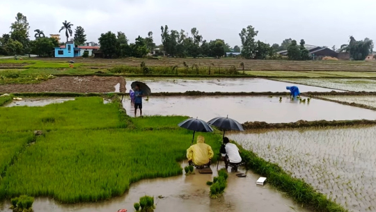 कैलालीमा बोरिङका भरमा रोपाइँ