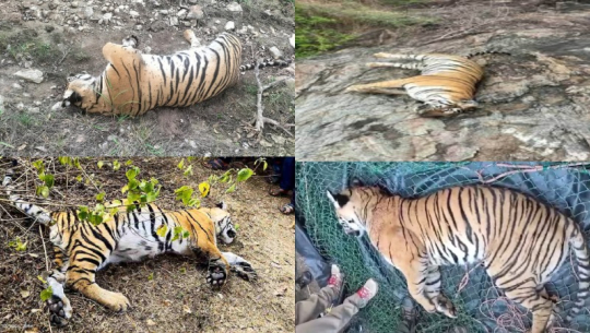 भारतमा ‘अप्राकृतिक’ रूपमा मरेको भनिएका पाँच बाघबारे अनुसन्धान शुरू