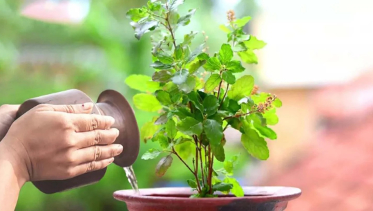 आषाढ शुक्ल एकादशीः तुलसीको बिरुवा सारिँदै