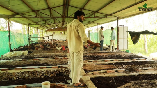 धनगढीका दुई युवाले थाले कृषि उद्यम, व्यावसायिक कृषि उद्यमी बन्ने सपना