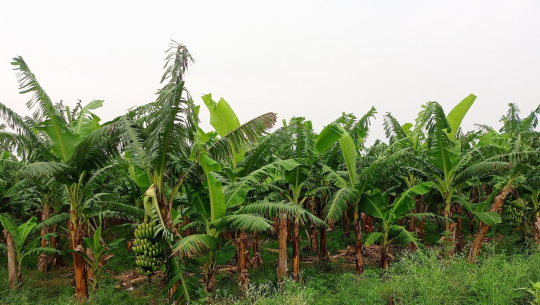 केराको थामबाट आम्दानी