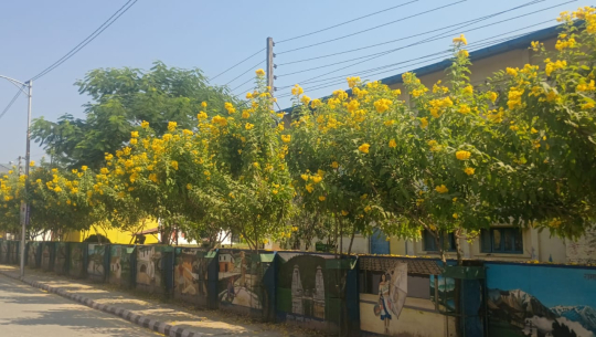 फूलले थप्यो धनगढीको सुन्दरता, फेरिँदै सार्वजनिक स्थलको स्वरूप