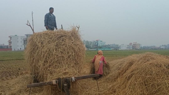 मौसम फेरिँदा चिन्तामा किसान