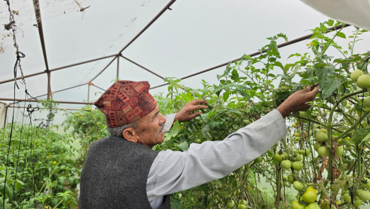 अवकाशपछि कृषि उद्यम : पूर्वप्रधानाध्यापकको ७० रोपनीमा व्यावसायिक खेती