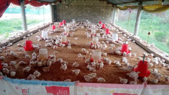 विदेशबाट फर्किएका अमृत शाहीले सञ्चालन गरेको कुखुरा फर्म