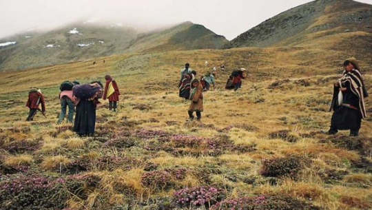 दार्चुलामा यार्सागुम्बा सङ्कलनका लागि शिक्षक–विद्यार्थी हिमालतिर, विद्यालय बन्द