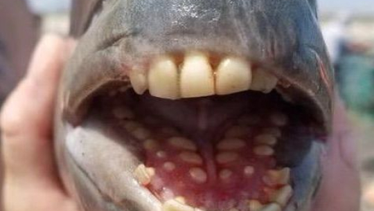 अमेरिकामा फेला पर्‍याे मान्छेको जस्तो दाँत भएको माछा