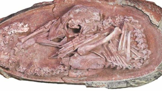 भेटियो डाइनसोरको भ्रूण