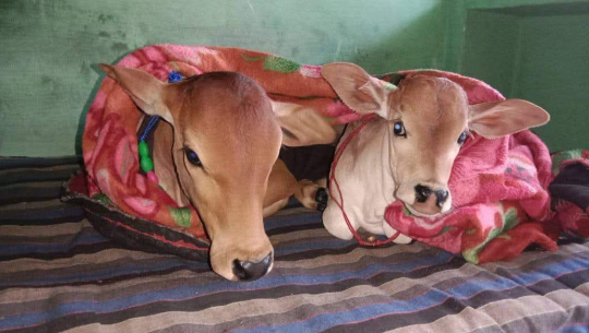 तस्बिर : चेतराज अवस्थी