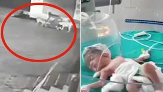 मान्छेले फ्याँकेको नवजात शिशुलाई कुकुरले यसरी बचायो (भिडियो)