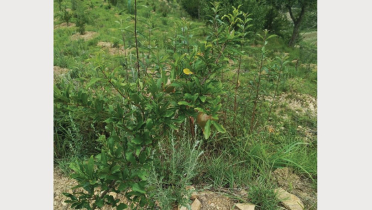 डडेल्धुरामा व्यावसायिक अनार खेतीबाट ५० लाख आम्दानी गर्ने लक्ष्य