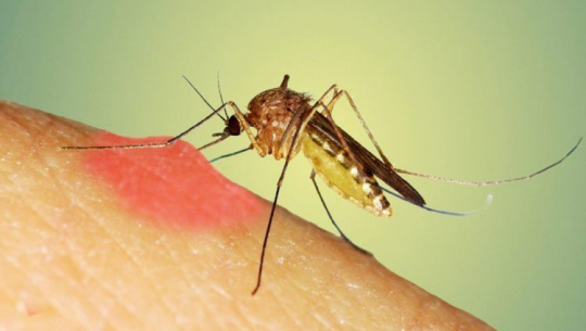 धनगढीमा एक जना औलो रोगका बिरामी फेला 