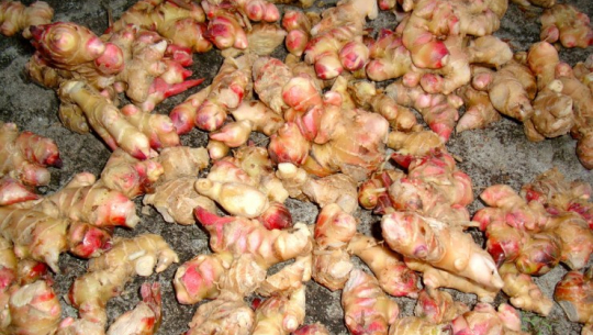 अदुवाको आकर्षक मूल्य पाउँदा किसान दङ्ग