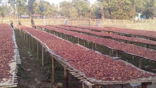 अलैँची मूल्यमा भारी गिरावट