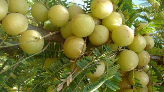 ३ वटा सुन्तलामा भन्दा एउटै अमलामा पाइन्छ बढी भिटामिन, यस्ता छन फाइदा