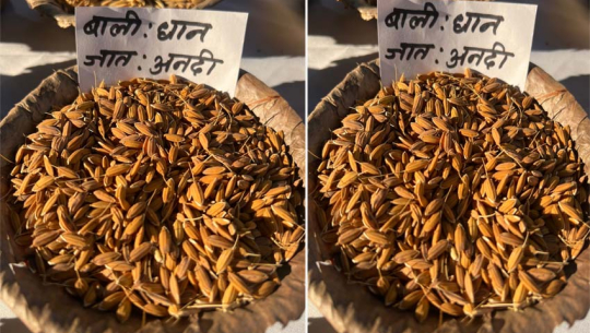 रैथाने अनदी धान लोपोन्मुख अवस्थामा