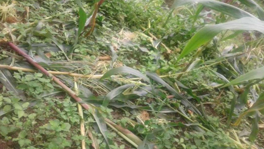 जंगली जनावरका कारण बैतडीका किसान हैरान