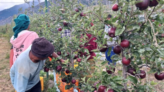 मार्फामा स्याउ टिप्ने र खाने उत्सवमा पर्यटकको घुइँचो