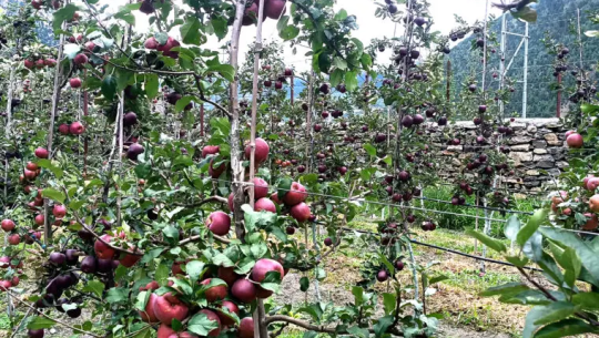 मुस्ताङको स्याउ सोचेजति बिक्री हुन कठिन