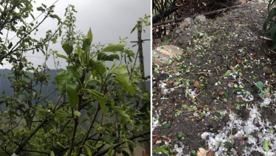 जुम्लामा असिनापानीले स्याउका बिरुवामा क्षति