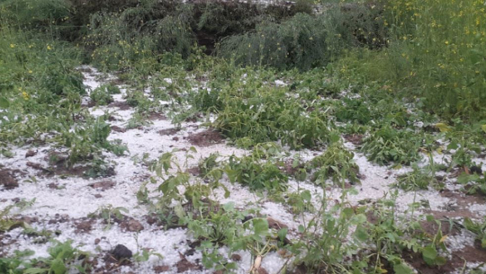 डोटीमा हावाहुरी र असिनाले तरकारी तथा फलफूलमा क्षति