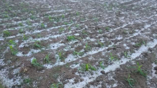 बाजुरामा असिनापानीले गहुँबालीमा क्षति