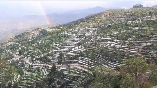 डडेल्धुरामा परेको असिना पानीले हिउँदे बालीमा ठूलो क्षति