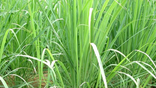 घरायसी ओखती लेमनग्रास