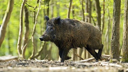 अछाममा बदेँलको आक्रमणबाट एक पुरुष गम्भीर घाइते