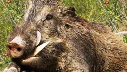 बझाङमा बँदेलको आक्रमणबाट दुई जना  घाइते