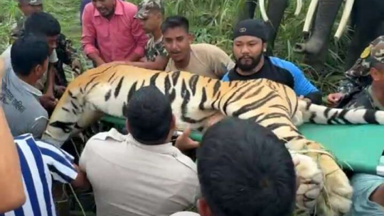 कञ्चनपुरमा नरभक्षी बाघ नियन्त्रणमा
