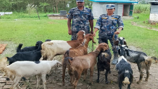 कञ्चनपुरमा भारततर्फ लैजाँदै गरेका ९ बाख्रा बरामद